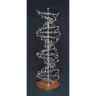  DNA Model Kit 12 Packets Toys & Games