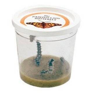 Live Butterfly Pavilion   Extra Butterfly Larvae Coupon