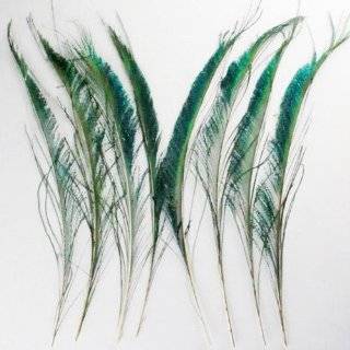  Rare Peacock Sword Feathers (set of 4) 