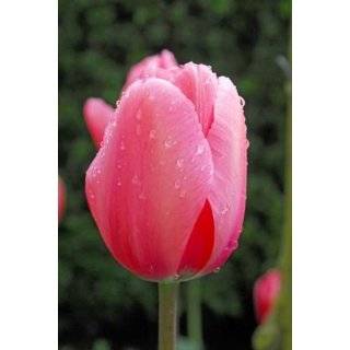  Parrot Mix Tulip Seed Pack Patio, Lawn & Garden