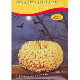  Bumpkin Pumpkin   Peanut Pumpkin 10 Seeds   Galeuse Patio 