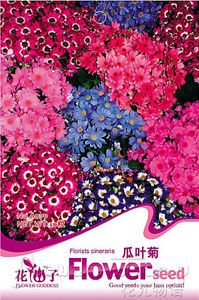 Cineraria Seed ★ 30 Cineraria Flowers Seeds Mixed Colors Purple Stamens Hot