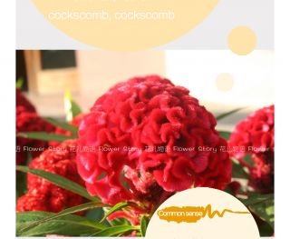 Cockscomb Seed ★ 100 Mix Color Cockscomb Flower Bright Ornamental Color