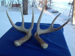 Fresh 4x4 Wild Whitetail Deer Natural Sheds Shed Antlers Chews Knife Handle Lamp