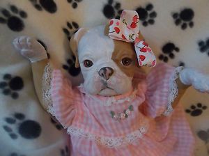 Reborn Bull Dog Puppy Art Doll Oarb OOAK Newborn Princess Pug Kit