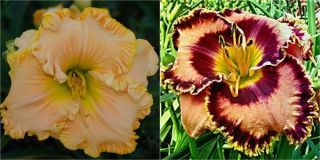 Great Smoky Mountains American Freedom DAYLILY 5 Seeds "Free SHIP After Pkg"