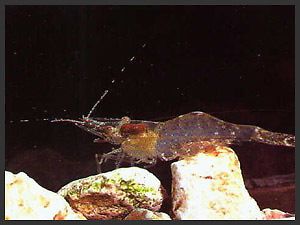 12 Ghost Shrimp Live Food for Fresh Water or Salt Water Fish