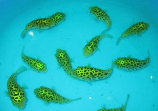 Green Spotted Puffer Live Freshwater Fish