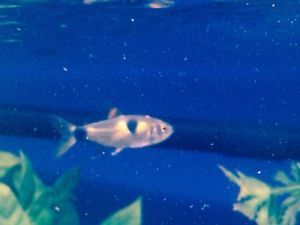 3 Lot Exodon Paradoxus Fish Live Freshwater Fish