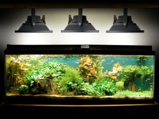 Aquarium Reef LED 20 Watt Flood Light 6500K Cool White High Quality Lighting