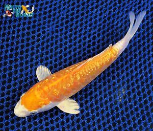 6" Ginrin Kikusui Standard Fin Live Koi Pond Garden Fish KTTW D10