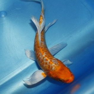 7" Hikari Drangon Scale Butterfly Koi Long Fin Live Fish Pond Aquarium Tank