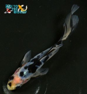 5 75" Black Opal Shubunkin Live Goldfish for Your Aquarium or Koi Pond KTTW F10