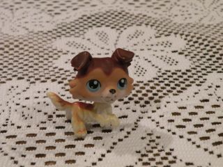 Littlest Pet Shop Brown and Tan Collie Dog Puppy with Blue Eyes Used