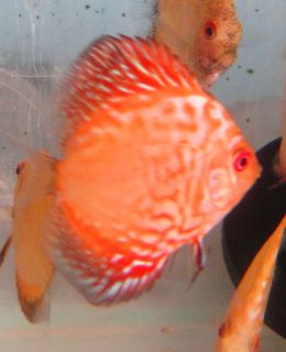 Red Pigeon Blood Discus Live Freshwater Aquarium Fish