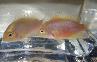 1 Pair Pink Convict Cichlid for Live Freshwater Aquarium Fish