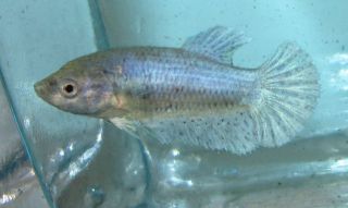 Halfmoon Female Betta Live Freshwater Fish HM 57