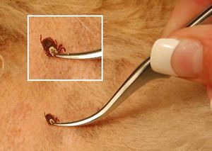 Tick Removal Forceps Tweezers A Tool for Removing Ticks from Dogs or People