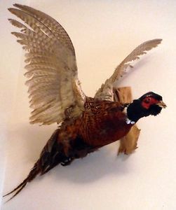 Taxidermy Mounted Ringneck Pheasant Feathers Bird Outdoors Hunting