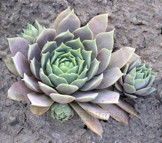 Young Sempervivum 'Lilac Time' with 3 Babies Hen and Chicks See Seasonal Photos