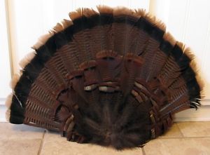 Wild Turkey Tail Fan Tom Gobbler Large Adult Display Craft Feathers Very Nice