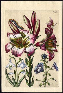 Antique Print INSECTS LILY WHITE SNOWFLAKE pl. 152 Merian 1730   Etchings Prints