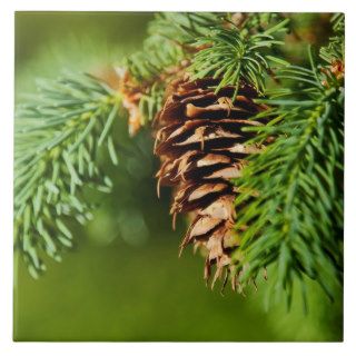 Christmas Evergreen Pine Cone Needles Tree Trees Tiles