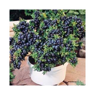 Top Hat Dwarf Blueberry Plant   Bonsai/Patio/Outdoors  