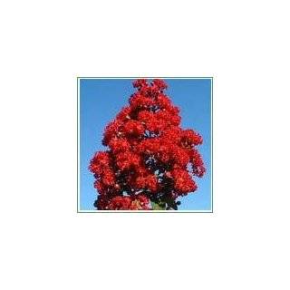 Crape Myrtle Red Rocket Tree PP#11342 Cherry Red Flowers