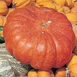  Snow White Valenciano Pumpkin 15 Seeds   Show or Eat 